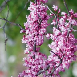 Redbud Float & Spa - Redbud, California Beauty