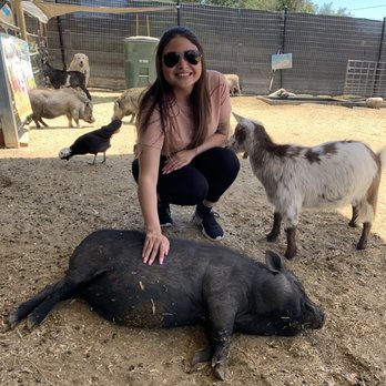 SoCalMiniPigs - Pig belly rubs - Pet Breeders Near Me - Valley Center, California SoCalMiniPigs - Pig belly rubs - Pet Breeders Near Me - Valley Center, California