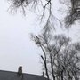 Photo of Blue Dog Tree Service