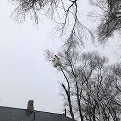 Blue Dog Tree Service