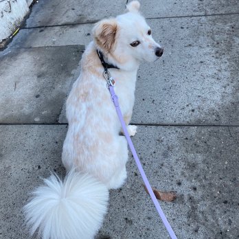 Tilt pet spa - I've had Teddy for a few months and after his first haircut at Tilt we discovered he has spots!!! - Pet Groomers Near Me - San Francisco, California Tilt pet spa - I've had Teddy for a few months and after his first haircut at Tilt we discovered he has spots!!! - Pet Groomers Near Me - San Francisco, California