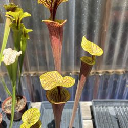 Jesse Israel & Sons Garden Center - Pitcher Plant
