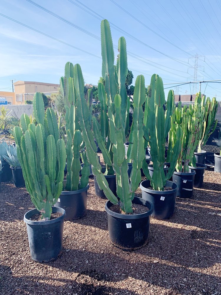 CALIFORNIA GREENHOUSES LOS ANGELES 24 Photos 17565 Crenshaw Blvd