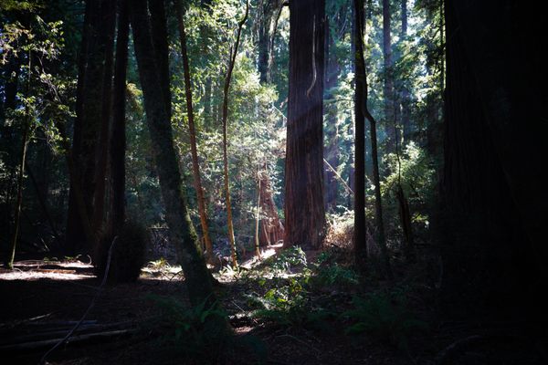 Hendy Woods State Park by null