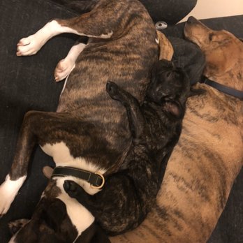 Barkin’ Dogs - A brindle rainbow. - Dog Walkers Near Me Barkin’ Dogs - A brindle rainbow. - Dog Walkers Near Me