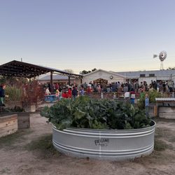 Tucson Village Farm