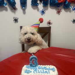 Ollie , birthday cake fun