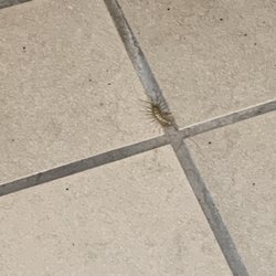 Dunkin' - Water bug from poor septic maintenance