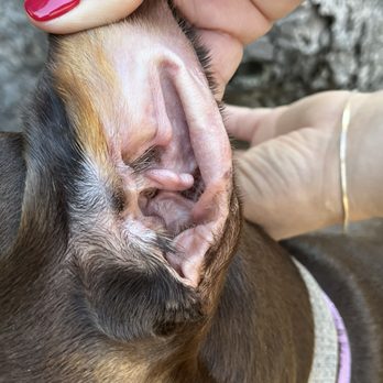 Plush Paws Dog Grooming - Other ear shown still had wax and dirt found inside - Pet Groomers Near Me - Antioch, California Plush Paws Dog Grooming - Other ear shown still had wax and dirt found inside - Pet Groomers Near Me - Antioch, California