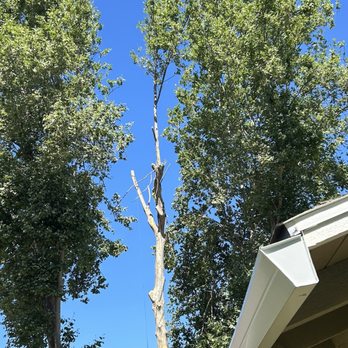 L&J Tree Service - Tree on its way down! - Tree Services Near Me - Central Point, Oregon L&J Tree Service - Tree on its way down! - Tree Services Near Me - Central Point, Oregon
