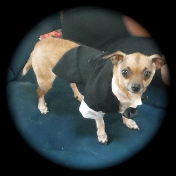Furever Homes Dog Rescue - Peekaboo (nee Timon) tries on a tux. - Pet Adoption Near Me