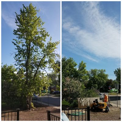 Rocky Mountain Tree Care