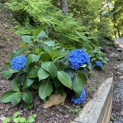 Juniper Junction Plants