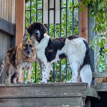 Zoomies Mobile Vet Care - Here are my non-traumatized dogs so sad that the vet and her tech left them and seemingly are not coming back. - Veterinarians Near Me Zoomies Mobile Vet Care - Here are my non-traumatized dogs so sad that the vet and her tech left them and seemingly are not coming back. - Veterinarians Near Me