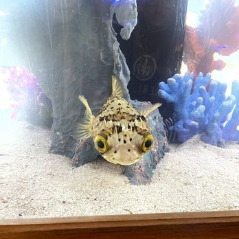 Sea Escapes - Aquarium Services Near Me - South Elgin, Illinois