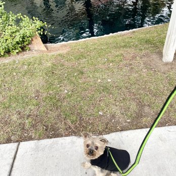 Content K9s - Pet Training Near Me - Las Vegas , Nevada