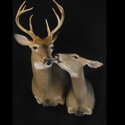 Precision Wildlife Art