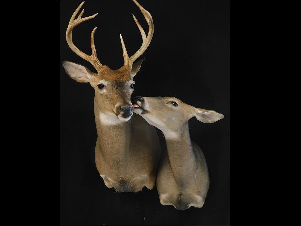 Precision Wildlife Art - taxidermy in Reno, NV