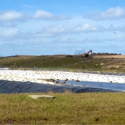 Orange County Landfill - Birds love it here (the ones in the center are eagles).