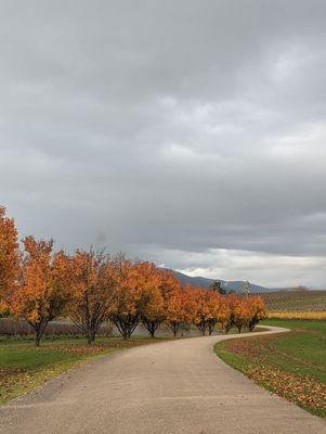 Oakridge Wines by null