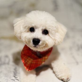 Details by Lisa - Pet Groomers Near Me - Boonton, New Jersey Details by Lisa - Pet Groomers Near Me - Boonton, New Jersey