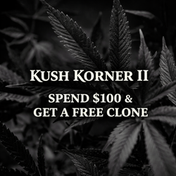 Kush Korner II