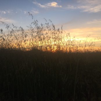 Quail Hill Trailhead - The overgrowth against the sunset. - Hiking Near Me - Irvine, California Quail Hill Trailhead - The overgrowth against the sunset. - Hiking Near Me - Irvine, California