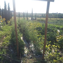 Homegrown veggies used to make their food