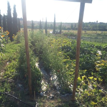 Le Pietre Vive - Homegrown veggies used to make their food - Italian Near Me - Castelnuovo Berardenga, SI