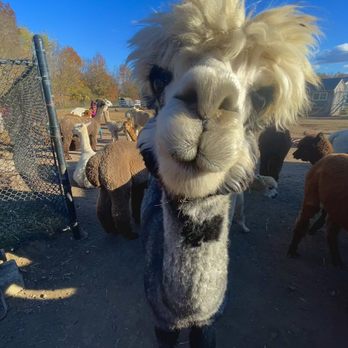 Roaring Acres Alpacas - A llama's face is in the foreground, with other farm animals visible behind it, under a clear blue sky. - Attraction Farms Near Me - Suffield, Connecticut