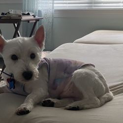 Zoomin Groomin - After his groom.