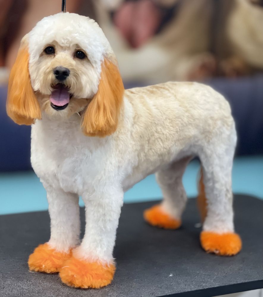 RUNWAY PET GROOMING Updated September 2024 129 Photos & 40 Reviews 7713 Turkey Lake Rd