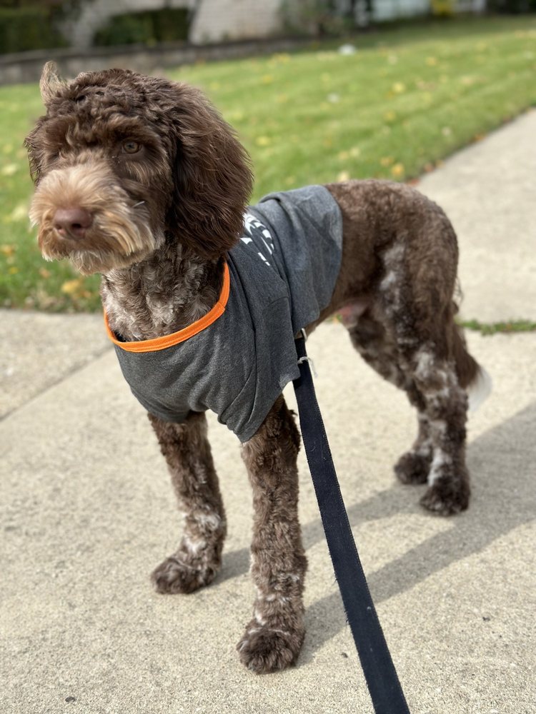 MAGIC SCISSORS DOG GROOMING Updated October 2024 20 Photos & 27