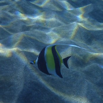 Shoreline Snorkel - Snorkeling Near Me - Lahaina, Hawaii Shoreline Snorkel - Snorkeling Near Me - Lahaina, Hawaii