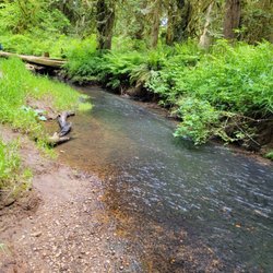 Salmon Creek-Morgan Creek Natural Area - Small creek