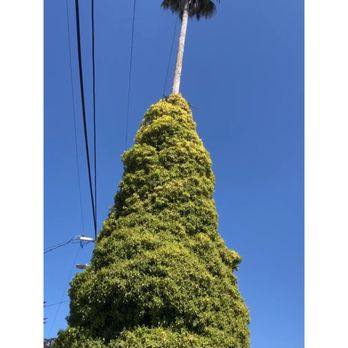 Marin County Arborists - 60 ft palm tree with heavy ivy around it - Landscaping Near Me - San Rafael, California Marin County Arborists - 60 ft palm tree with heavy ivy around it - Landscaping Near Me - San Rafael, California