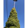 Photo of Marin County Arborists
