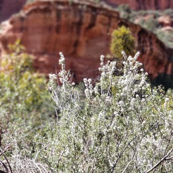 Boynton Canyon Trail - Many wildflowers - Hiking Near Me - Sedona, Arizona Boynton Canyon Trail - Many wildflowers - Hiking Near Me - Sedona, Arizona