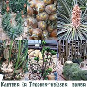 Foto zu Tropengewächshäuser des Botanischen Gartens - Hamburg, Deutschland