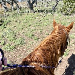 Bit & Bridle Boarding & Training Stables - Horse on the trail ride