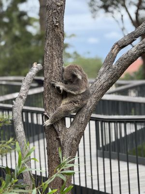 Taronga Zoo, Bradleys Head Rd by null