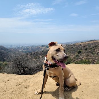 Karma Dog Training - Pet Training Near Me Karma Dog Training - Pet Training Near Me