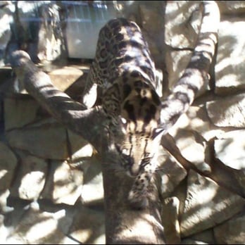 Zoo Boise - Ocelot at Zoo Boise - Zoos Near Me - Boise, Idaho
