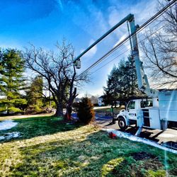 ATS Tree Services - Tree removal.