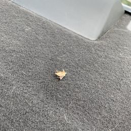 Dead bug on the rear deck. Quick swipe with the vacuum would have been appreciated. Dead bug on the rear deck. Quick swipe with the vacuum would have been appreciated.