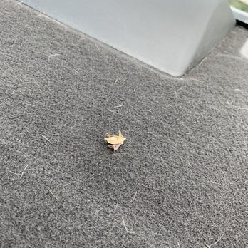 Autobell Car Wash - Dead bug on the rear deck. Quick swipe with the vacuum would have been appreciated. - Car Wash Near Me - Garner, North Carolina Autobell Car Wash - Dead bug on the rear deck. Quick swipe with the vacuum would have been appreciated. - Car Wash Near Me - Garner, North Carolina