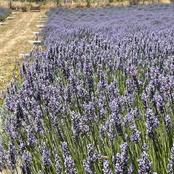 Monte-Bellaria Di California - Full bloom and Bee Happy!! - Farms Near Me - Sebastopol, California Monte-Bellaria Di California - Full bloom and Bee Happy!! - Farms Near Me - Sebastopol, California