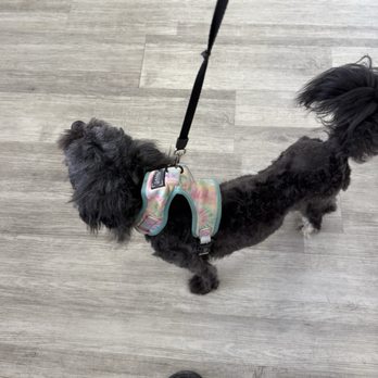 Dream Pet Grooming  - Pet Groomers Near Me - Irvine, California