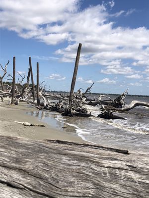 Driftwood Beach by null