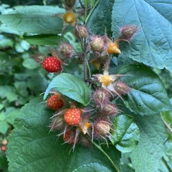 Kendal Crossland Communities - Off-path in the Woods Rambling thru Chester County Nature's walk rewards #NOLA_Haiku #WineBerries #Rambling #NatureHike